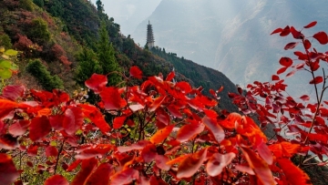 Red leaf scenery boosts tourism in southwest China