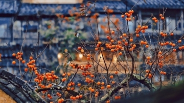 Red persimmon trees decorate yards in southeast China