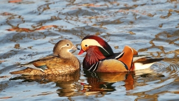 Mandarin ducks swim in Beijing park