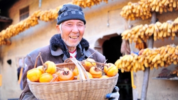 Golden harvest spells good times for persimmon farmers in winter