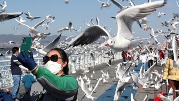 Black-headed gulls herald New Year in southwestern China