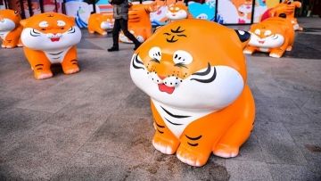 Twelve 'tigers' make debut on Shenyang streets