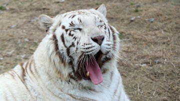 White tigers enjoy winter sunshine