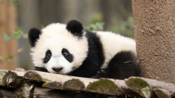 Ways to spend a winter day as a giant panda in Chengdu