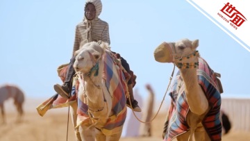 国际丨动物选美也内卷？沙特40多头选美骆驼因偷打肉毒被除名