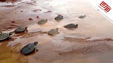 国际丨100万只小河龟被放归亚马孙河 密密麻麻场面壮观