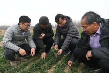 黄河岸边中国农科院专家指导农户科技壮苗