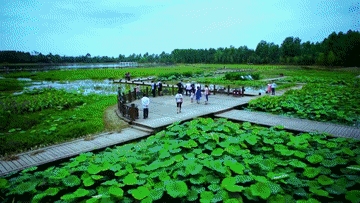 解锁中国植树节“新”方式