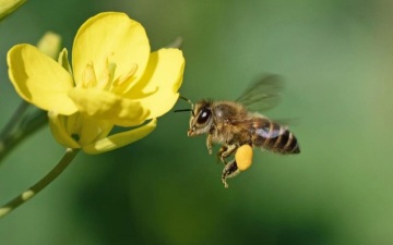 小蜜蜂去哪儿了？研究发现全球农用蜜蜂严重不足