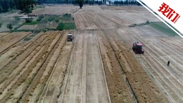 航拍河北邢台小麦收割现场：收割机麦田里穿梭忙碌