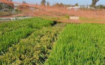 重大发现 水稻罕见高产基因可显著提升产量