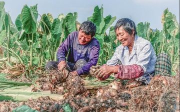 水乡丰收丨熬过干旱和台风 兴化垛田的龙香芋熟了