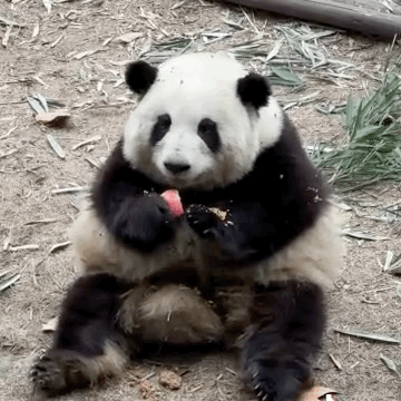 熊猫花花是笨蛋美人吧，还有独一无二无的等边三角形身材