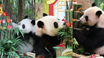 全球唯一存活的大熊猫三胞胎迎来9周岁生日