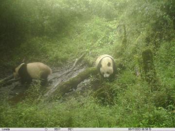 川陕甘开展协同立法加强大熊猫国家公园保护管理