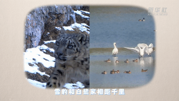 遇见南京｜创意有声“绘本”：雪豹与白鹭的故事