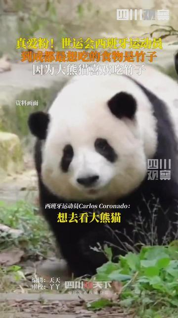 西班牙运动员到成都说最想吃竹子 熊猫真爱粉