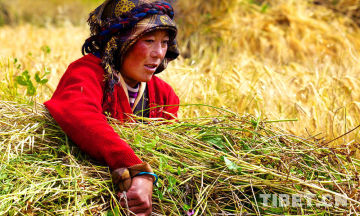 沙万泉摄影作品欣赏