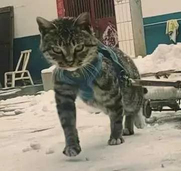 会拉车的网红猫“丧彪”中毒死亡 赵朔评论区留言：养猫好难