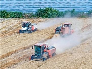 全国2.63亿亩小麦已归仓 夏粮丰收稳步推进
