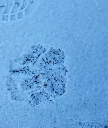 黑龙江东宁又有虎出没 老虎干涉林区隔离村屯