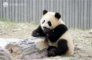 大熊貓“青糍”因腸梗阻並發死亡