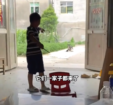男孩给小狗喂水 狗妈妈带小狗来投奔
