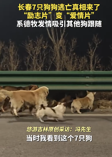7只小狗结伴 励志片变爱情片 特别声明发布