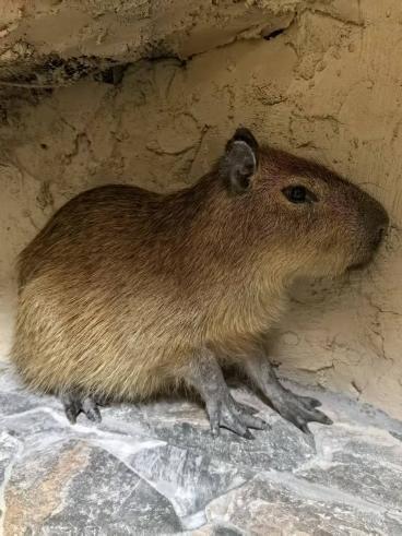 太湖植物园卡皮巴拉出逃 悬赏1万元 萌萌“越狱”引发全城搜寻