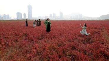 江苏连云港：“红海滩”大面积泛红