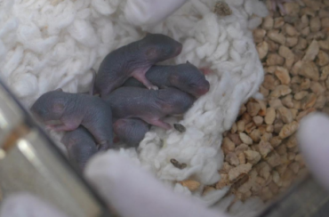 “太空小鼠”返回地面后成功孕育幼仔