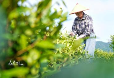 安徽铜陵：初夏采茶
