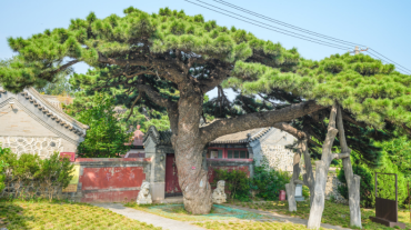 “我在北京看古树” 沉浸式审美体验