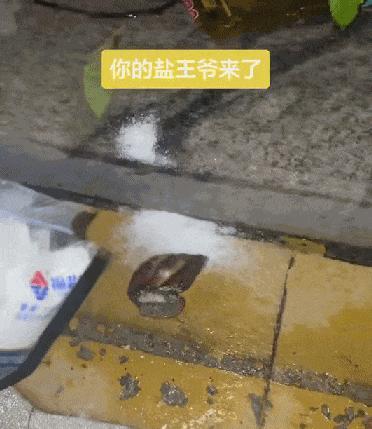 危险的非洲大蜗牛正在全国扩张 威胁生态与健康