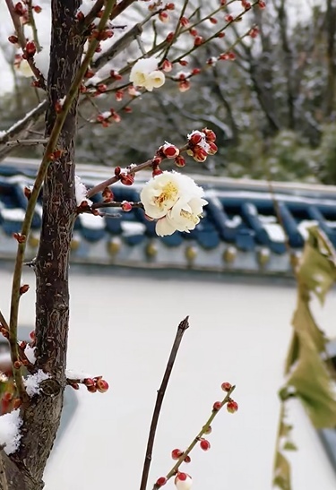 河南多地雪中梅花悄然绽放