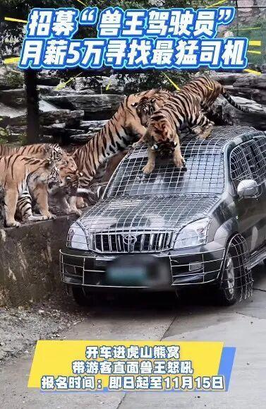 动物园月薪5万司机需进虎山熊窝