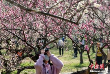 Bunga Plum Mekar Warnai Taman Wuhan