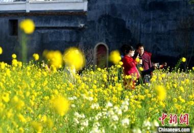 Bunga Canola Mekar Serikan Tapak Purba