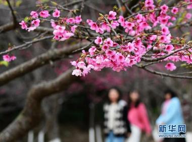 Sakura Mekar Warnai Taman Negara