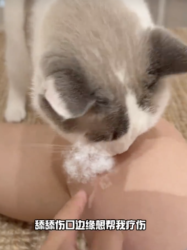 小猫反复确认主人是否原谅自己 小心翼翼讨好你