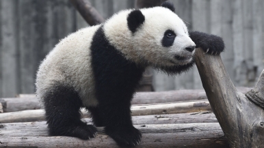Tips para visitar la Base de Investigación de Oso Panda de Chengdu