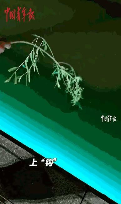 男子釣到一條大魚 仔細(xì)一看后放生