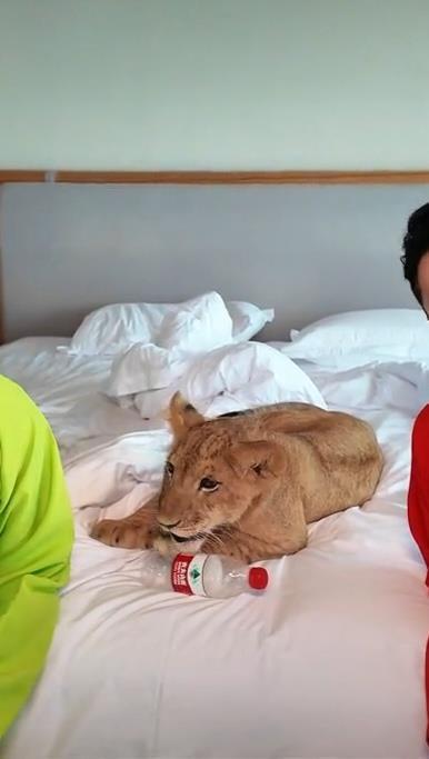 酒店提供小狮子叫醒服务 628元一晚 萌狮互动引关注