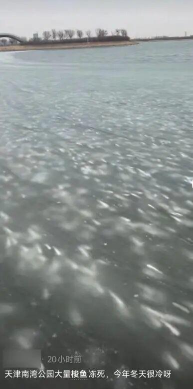 天津一地鱼群被冻