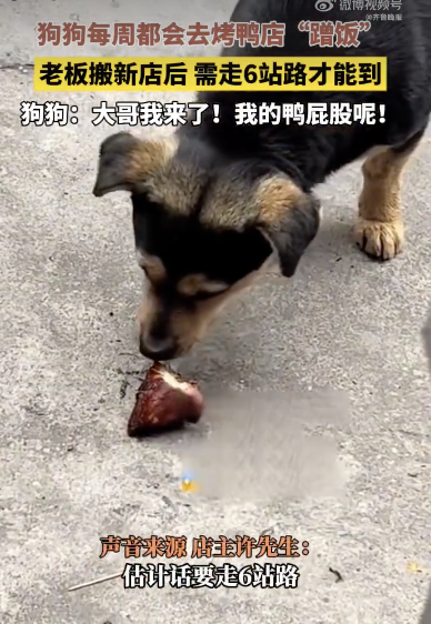 烤鴨店搬家小狗跑6站地找來 尋味歸途