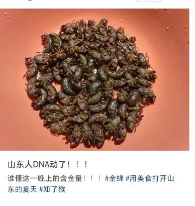 提桶抓熬夜抓 知了猴為啥這么搶手 營養(yǎng)價值高引發(fā)熱潮