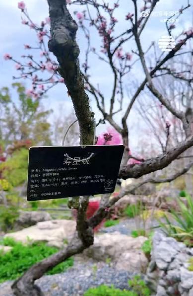 国际奥委会为全红婵庆19岁送祝福 回顾奥运辉煌瞬间