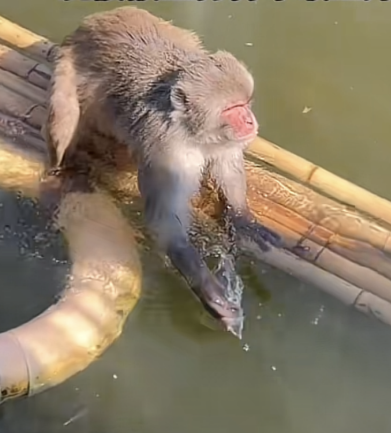 动物园回应网红猴被欺负困在水中：没有霸凌 会游泳