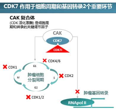 亿腾景昂递交国内首个CDK7抑制剂临床试验申请获受理