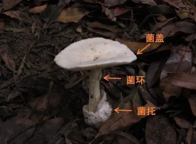 上海网友集中晒蘑菇 梅雨季“新朋友”频现，慎食！